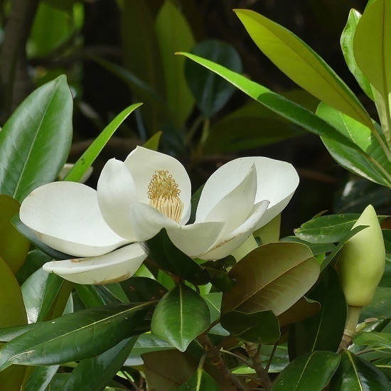 タイサンボク 泰山木 の花 Mori Sanpo