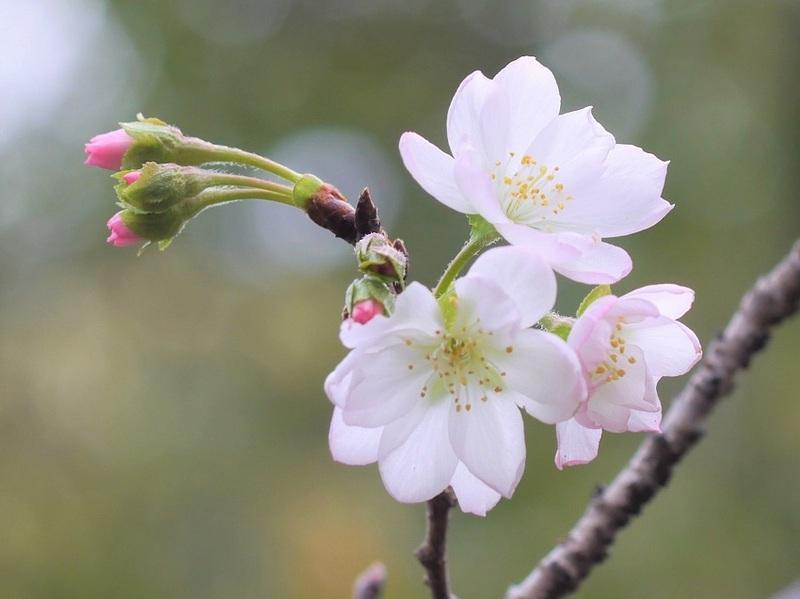 ジュウガツザクラ（十月桜）＆コブクザクラ(小福桜）の花: mori-sanpo