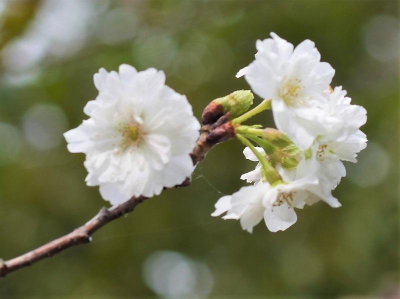 ジュウガツザクラ（十月桜）＆コブクザクラ(小福桜）の花: mori